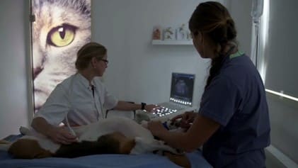 Echografisch onderzoek bij een hond, met het beeldscherm van het echoapparaat ernaast