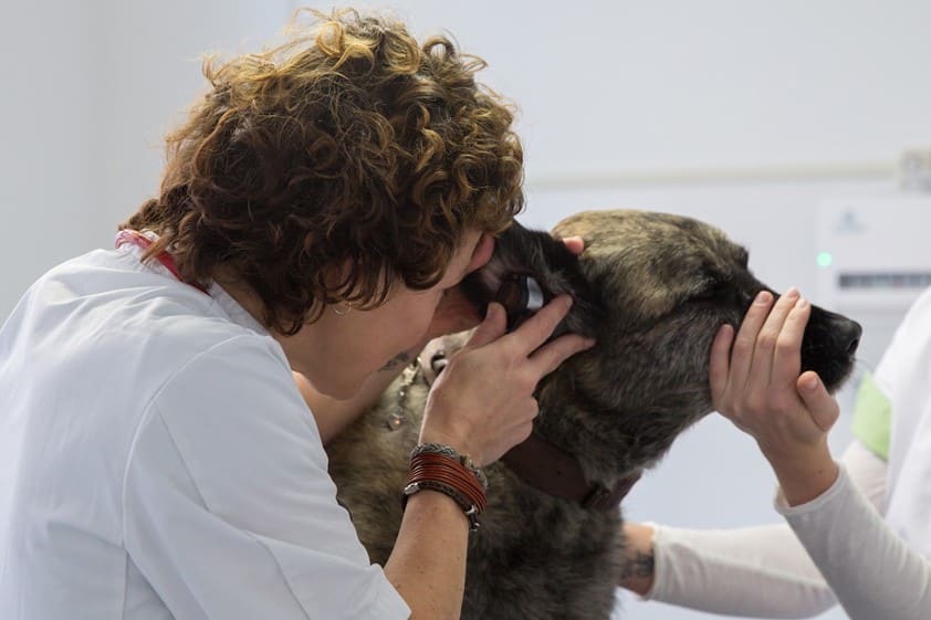 Een dierenarts kijkt met een otoscoop in het oor van een hond, een collega houdt de hond rustig vast
