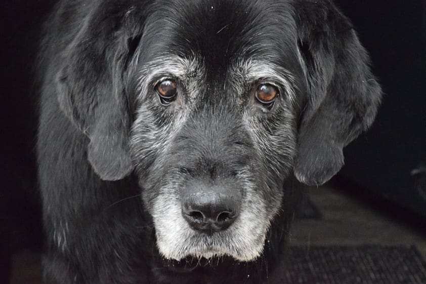 Een oudere zwarte hond met een grijze snuit kijkt in de camera