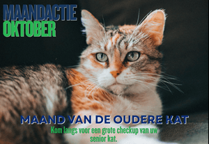 Poster van de maandactie oktober: maand van de oudere kat, met een kat op een donkere achtergrond