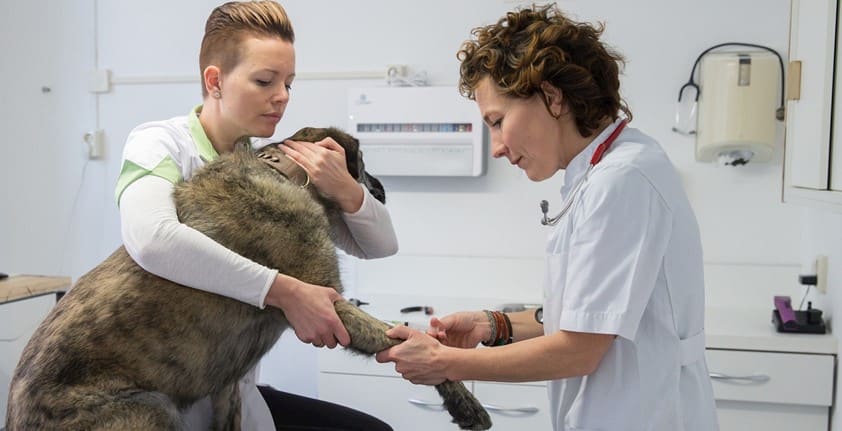 Twee medewerkers onderzoeken samen een hond in de behandelkamer