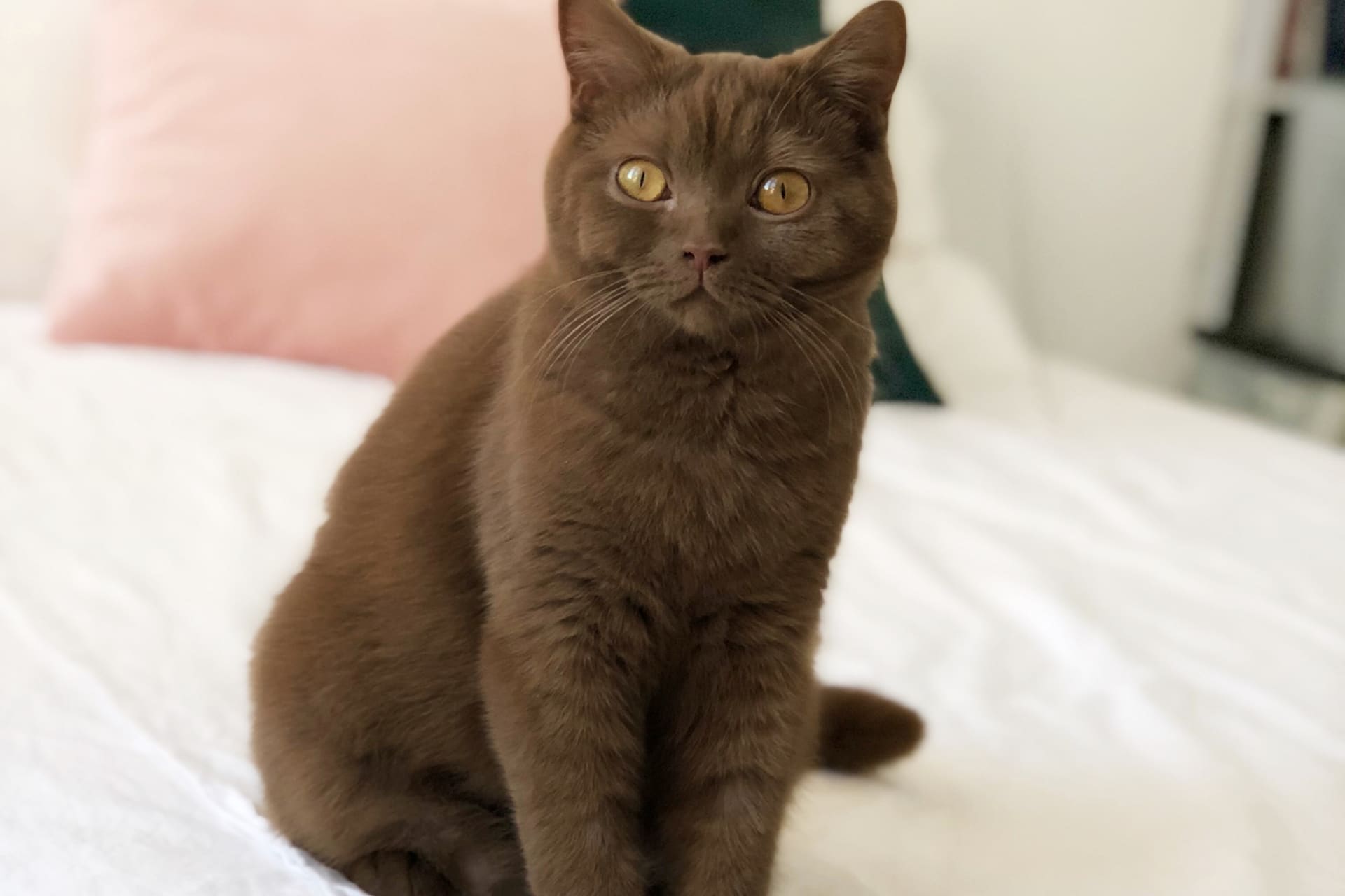 Een bruine kat zit rechtop op een wit bed en kijkt in de camera