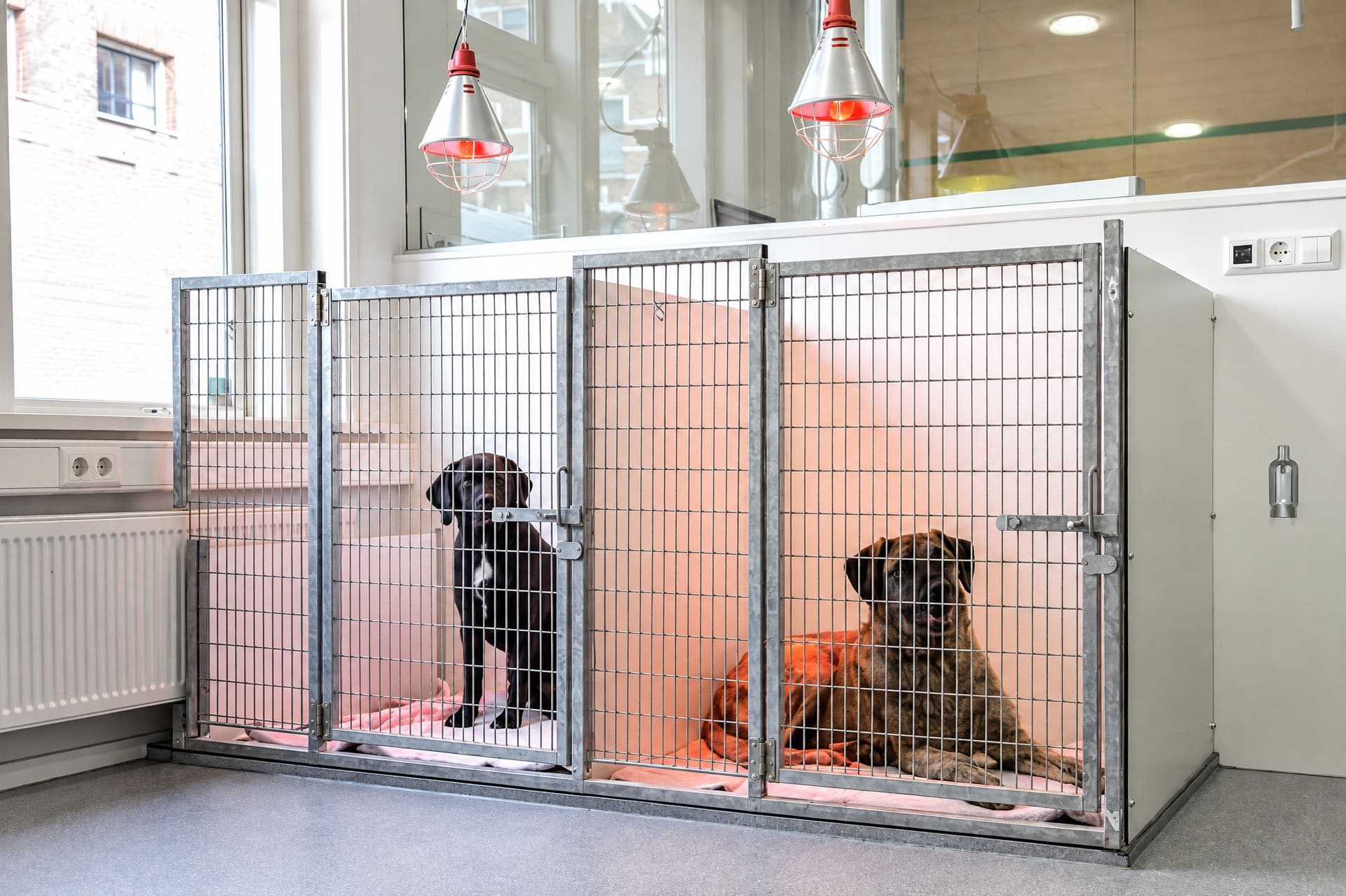 De opnameruimte met ruime hokken, warmtelampen en twee honden die rustig liggen