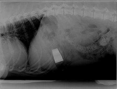 Een digitale röntgenfoto van de borstkas en buik van een hond